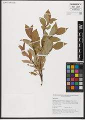 Foto von Salix hastata L.